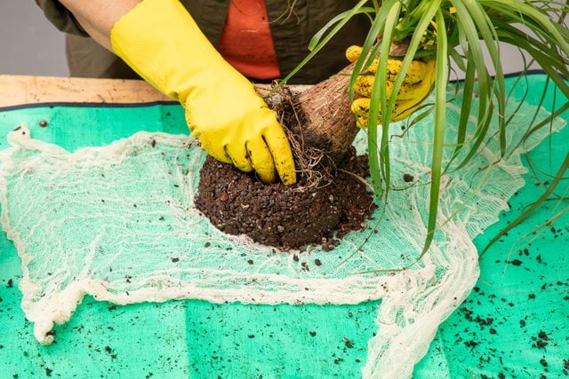 Bring Your Houseplant Game Up A Notch With A Diy Kokedama Fhmfebmar25 Dr 10 22 12b