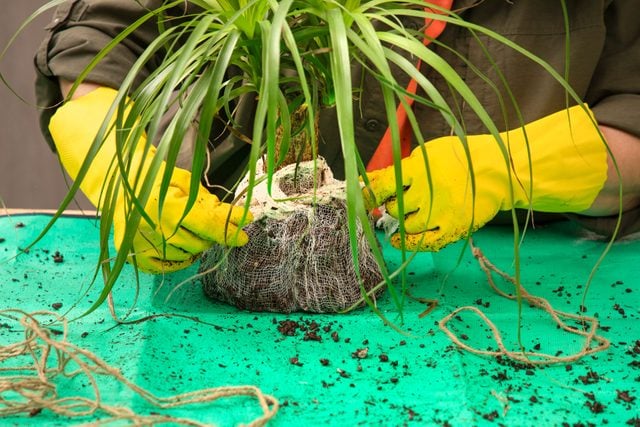 Bring Your Houseplant Game Up A Notch With A Diy Kokedama Fhmfebmar25 Dr 10 22 15b