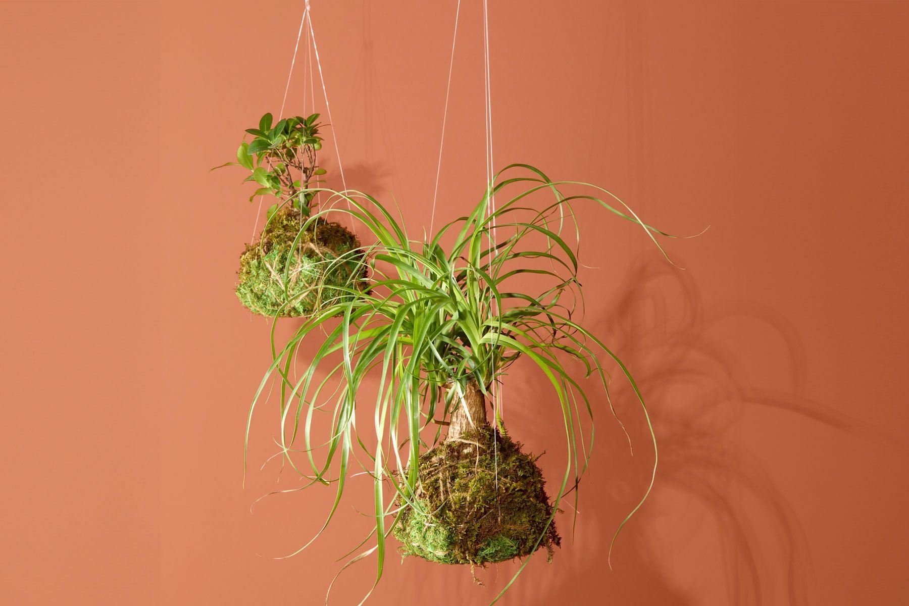 A DIYers Guide to Making Kokedama Masterpieces