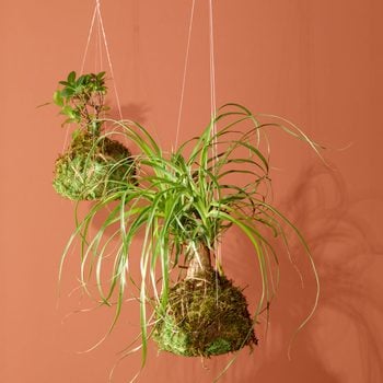 Bring Your Houseplant Game Up A Notch With A Diy Kokedama Fhmfebmar25 Dr 10 22 27b Ft