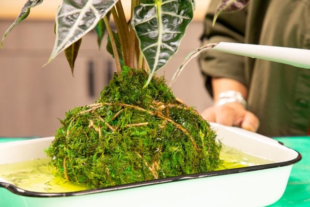 Bring Your Houseplant Game Up A Notch With A Diy Kokedama Fhmfebmar25 Dr 10 22 29b