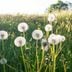 7 Reasons You May Not Want to Kill Dandelions in Your Yard