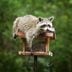 What to Know About Raccoons in Your Yard