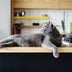 5 Simple Ways for Getting Rid of Cat Smell