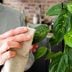 You Should Dust Your Houseplants— Here's Why