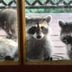 Washington Woman Fed Raccoons for 35 Years, Now She's Regretting It Big Time