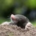 What To Know About Moles in Your Yard