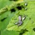 Here's How To Keep Squash Bugs Out of Your Garden