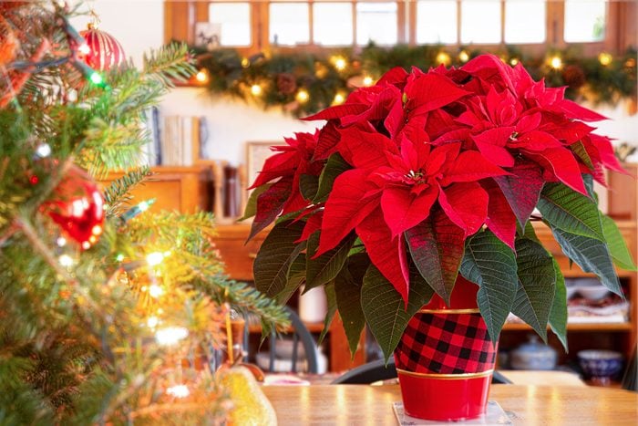 Have Yourself A Very 1990s Inspired Christmas Poinsettias Gettyimages 2157341303