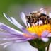 How You Can Help Bees and Pollinators Thrive in Your Yard