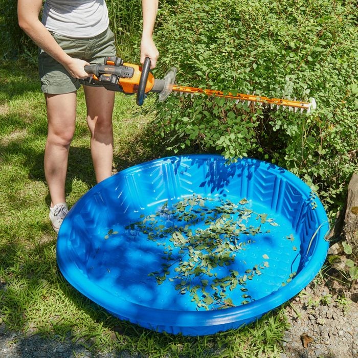 Small blue Pool Collecting Trimmings from a bush