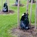 Should You Be Using a Tree Watering Bag?